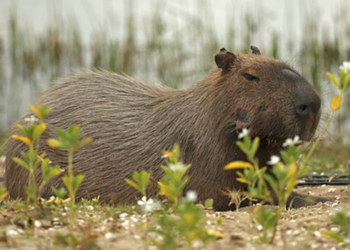 Капибарры захватили элитный жилой комплекс в Аргентине, – народ в восторге