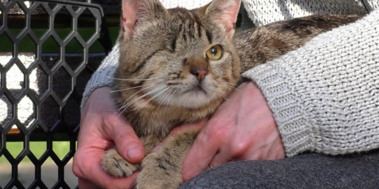 На Полтавщине судили извращенца – за изнасилование котенка и другие издевательства над ним (ФОТО, ВИДЕО)