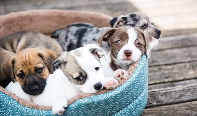 “Спасение от пандемии”: стоимость щенков в Британии во время пандемии взлетела чуть ли не вдвое