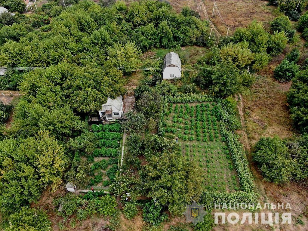 Полиция нашла на даче жителя Николаевщины плантацию конопли на 5,5 млн.грн (ВИДЕО) 1