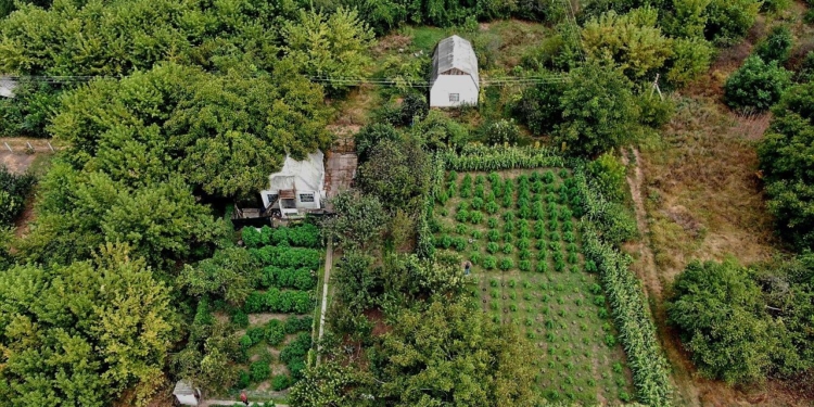 Полиция нашла на даче жителя Николаевщины плантацию конопли на 5,5 млн.грн (ВИДЕО)