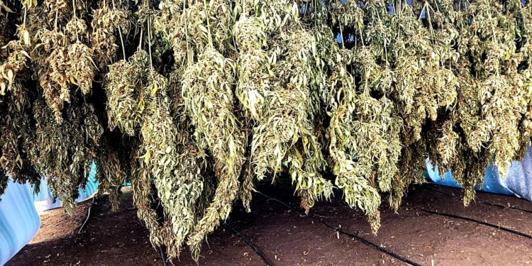 На экспорт? На Николаевщине изъяли элитной конопли на 11 млн.грн. (ФОТО, ВИДЕО)