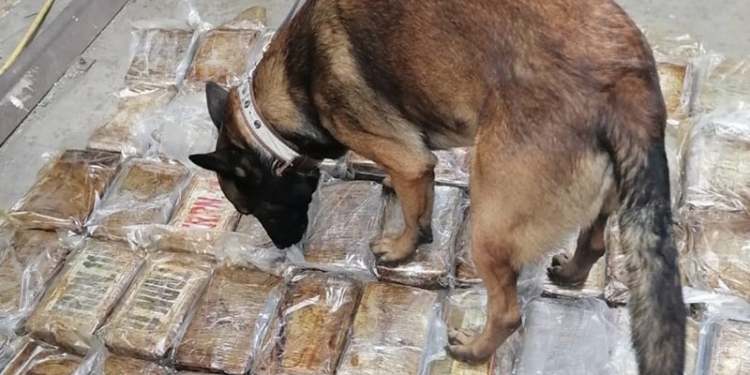 Кокаин от «Ндрангеты»: в порту «Южный» СБУ изъяла 60 кг наркотика в бананах (ФОТО, ВИДЕО)