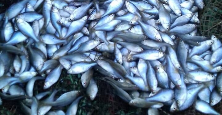 Неподалеку от Вознесенска браконьер «пауком» выловил около 1 кг карповых (ФОТО)