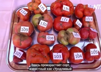 Конкурс красоты наоборот: в Испании вручили премию «Самый уродливый помидор» (ВИДЕО)