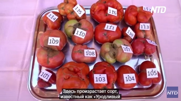 Конкурс красоты наоборот: в Испании вручили премию «Самый уродливый помидор» (ВИДЕО)