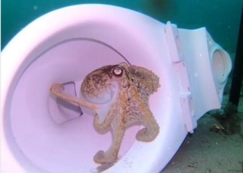 Милый дом может быть и в унитазе. У осьминогов (ВИДЕО)