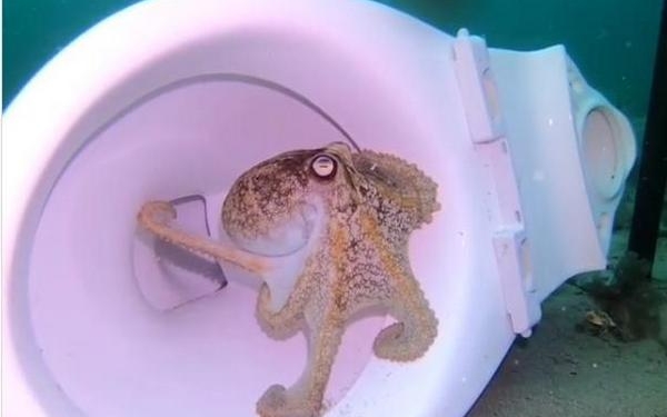 Милый дом может быть и в унитазе. У осьминогов (ВИДЕО)