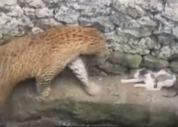 «Водное перемирие». Как подружились упавшие в колодец леопард и кошка (ВИДЕО)