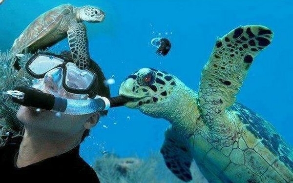 У берегов Кипра черепаха напала на пловца – мужчине пришлось накладывать швы в больнице