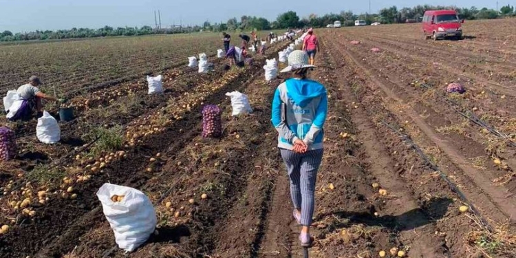 На Николаевщине в секторе АПК – наибольшее количество незадекларированных работников