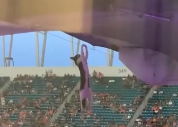 Футбольные фанаты спасли от смерти кота с помощью американского флага (ВИДЕО)