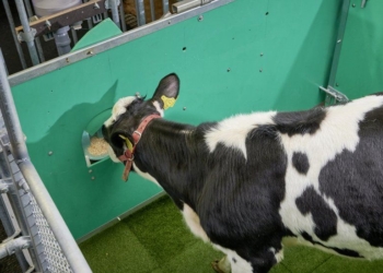 В Германии коров приучили к туалету – верят, что это спасет климат (ВИДЕО)