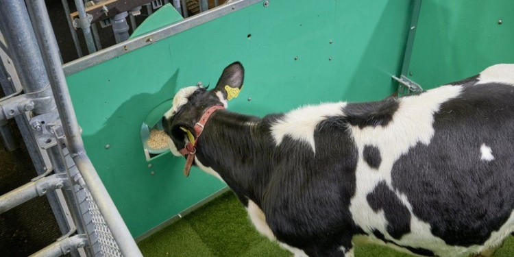 В Германии коров приучили к туалету – верят, что это спасет климат (ВИДЕО)