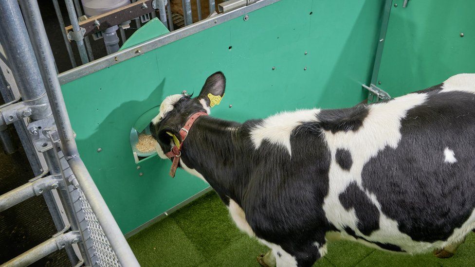 В Германии коров приучили к туалету - верят, что это спасет климат (ВИДЕО) 1
