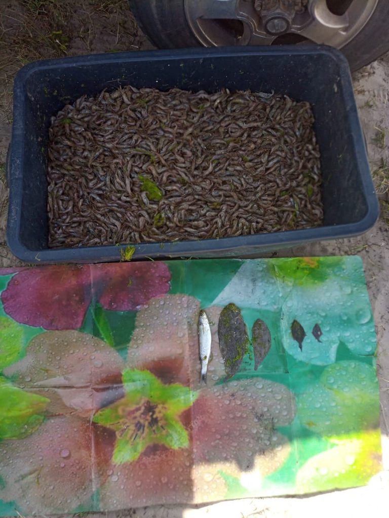 У Кинбурна задержали браконьера, незаконно добывшего 22 кг креветки (ФОТО) 3