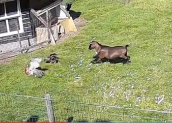 Взаимовыручка. Козел и петух отбили курицу у напавшего ястреба (ВИДЕО)