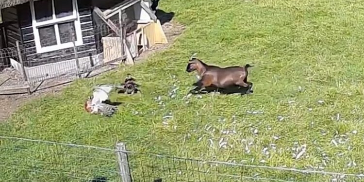 Взаимовыручка. Козел и петух отбили курицу у напавшего ястреба (ВИДЕО)