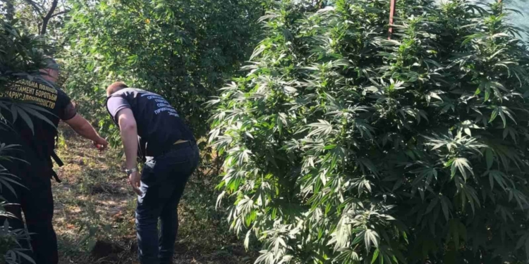 Трехметровые кусты конопли вырастил житель Снигиревки (ФОТО)