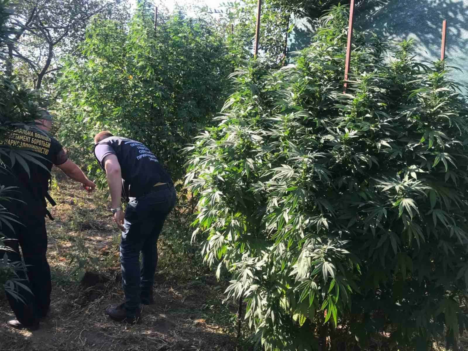 Трехметровые кусты конопли вырастил житель Снигиревки (ФОТО)