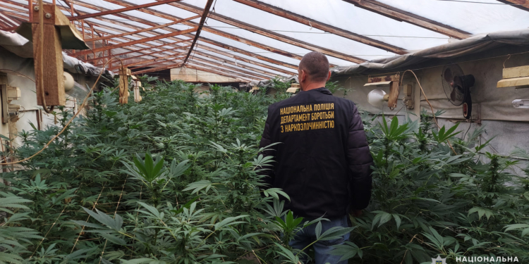 На Николаевщине полиция нашла плантацию конопли на 3 миллиона