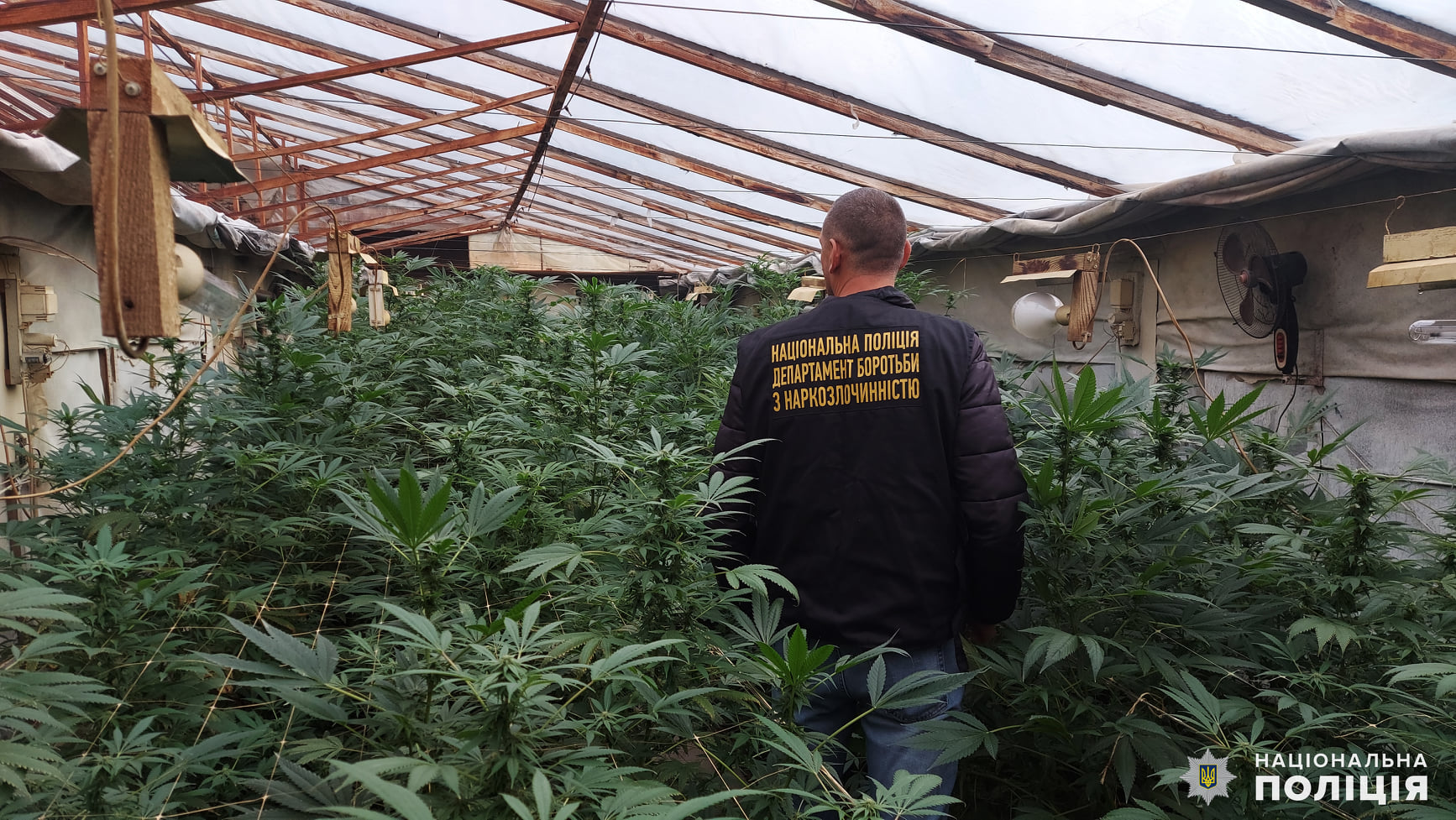 На Николаевщине полиция нашла плантацию конопли на 3 миллиона