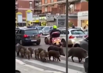 Жители Рима страдают от диких кабанов на улицах (ВИДЕО)