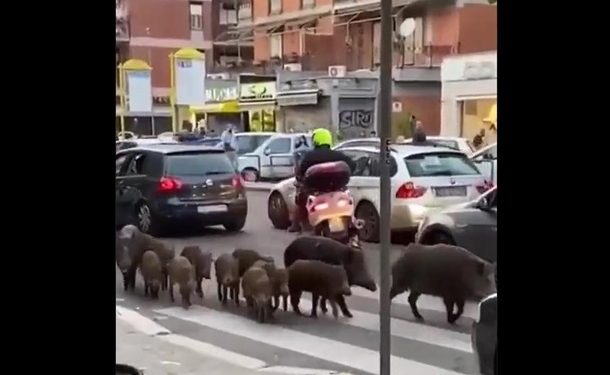 Жители Рима страдают от диких кабанов на улицах (ВИДЕО)