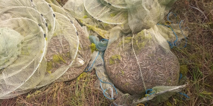 У Кинбурна задержали браконьера, незаконно добывшего 22 кг креветки (ФОТО)