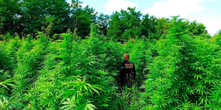 Элитная конопля в плавнях и бесхозная наркоплантация в поле: что обнаружили полицейские Николаевщины в Первомайском районе (ФОТО, ВИДЕО)