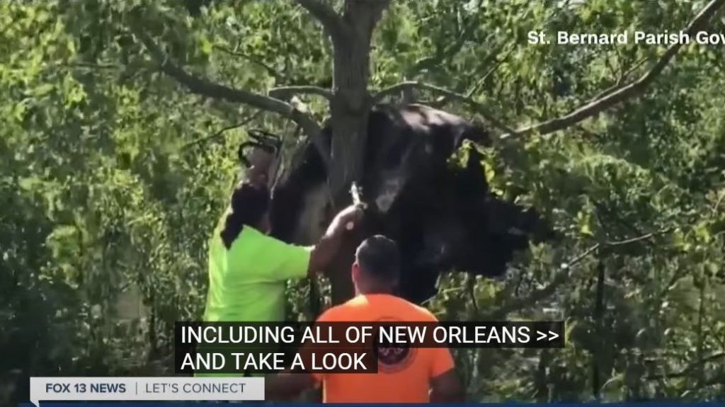 В США после урагана спасателям пришлось снимать застрявшую на дереве корову (ВИДЕО) 1