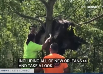 В США после урагана спасателям пришлось снимать застрявшую на дереве корову (ВИДЕО)