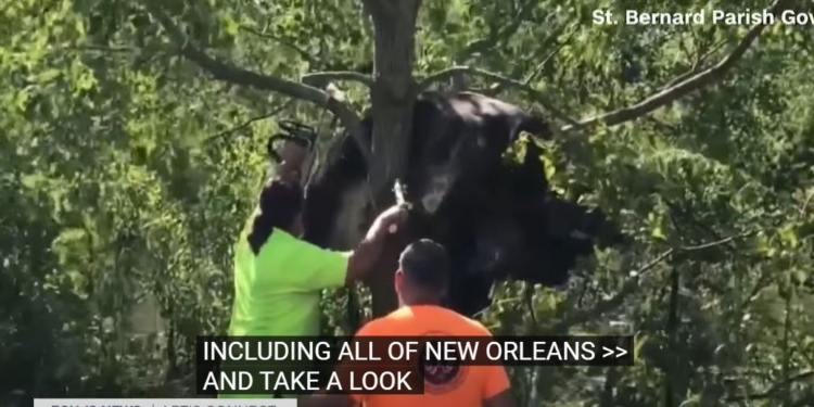 В США после урагана спасателям пришлось снимать застрявшую на дереве корову (ВИДЕО)