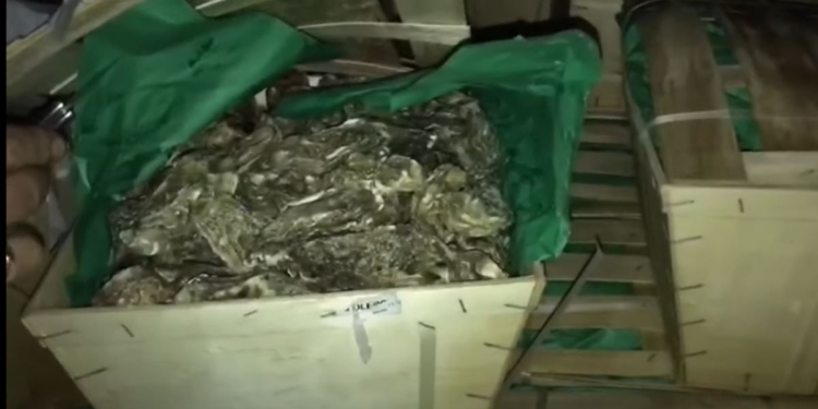 Французские устрицы через Украину в Москву не попадут – 450 кг передали таможне (ВИДЕО)