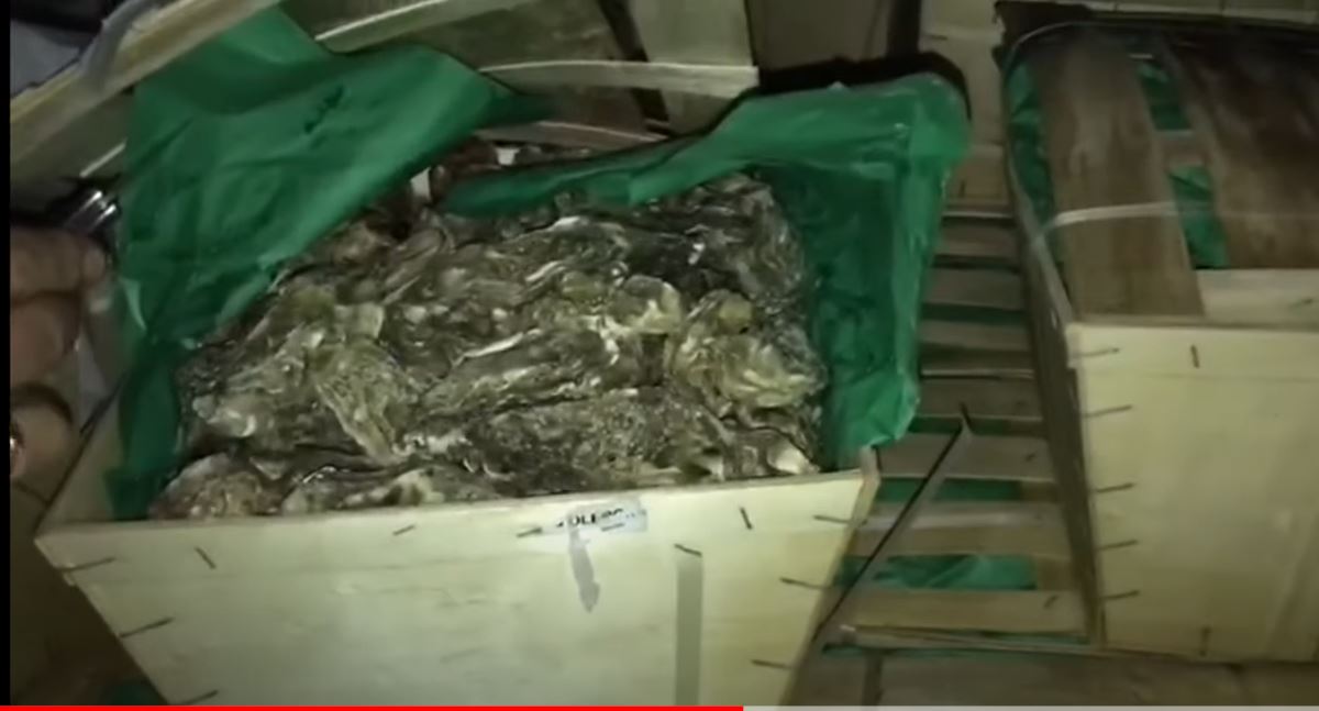 Французские устрицы через Украину в Москву не попадут – 450 кг передали таможне (ВИДЕО)