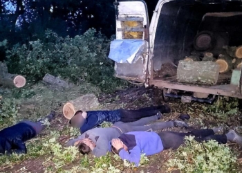 Возле Нового Буга поймали с поличным “черных лесорубов” – пилили дубы (ФОТО)