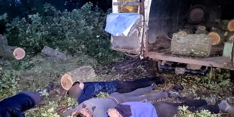 Возле Нового Буга поймали с поличным “черных лесорубов” – пилили дубы (ФОТО)