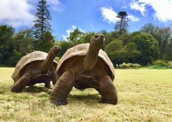 Старейшее сухопутное животное на земле ослепло и стало бисексуалом