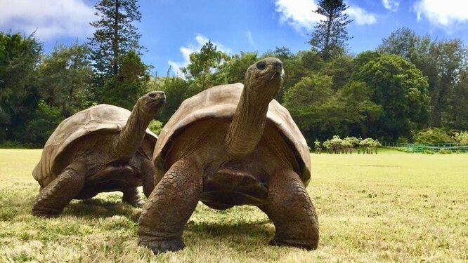Старейшее сухопутное животное на земле ослепло и стало бисексуалом