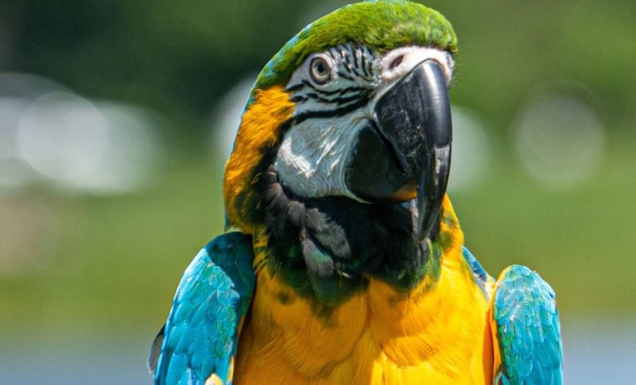 В Аргентине попугай помог раскрыть убийство своей хозяйки 1