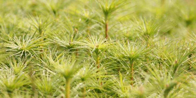 В Николаевской области хотят высадить 57 млн. деревьев – в рамках программы “Зеленая страна”