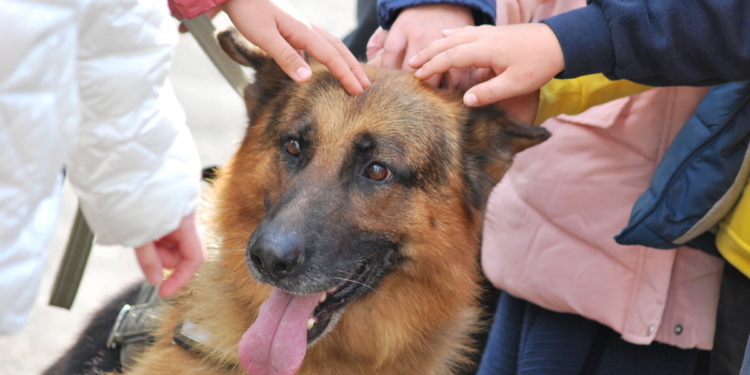 Гвардейцы николаевского полка показали школьникам технику, оружие и служебных собак (ФОТО)