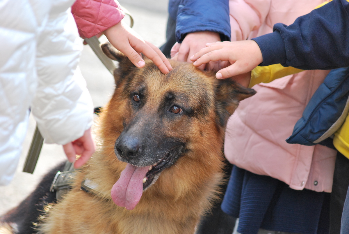 Гвардейцы николаевского полка показали школьникам технику, оружие и служебных собак (ФОТО)
