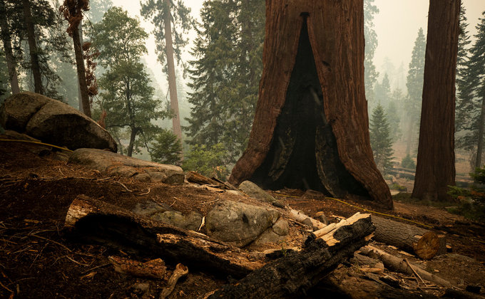 В Калифорнии горят реликтовые секвойи - их пытаются спасти огнеупорными одеялами (ФОТО) 1