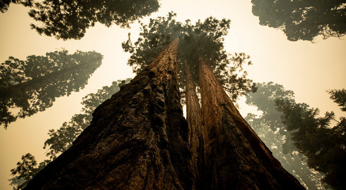 В Калифорнии горят реликтовые секвойи – их пытаются спасти огнеупорными одеялами (ФОТО)