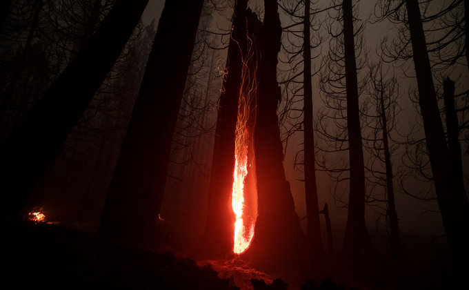 В Калифорнии горят реликтовые секвойи - их пытаются спасти огнеупорными одеялами (ФОТО) 7