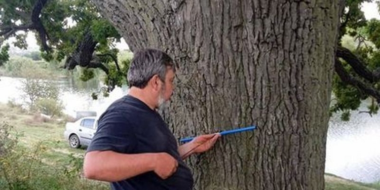 124 года. В РЛП «Приингульский» на Николаевщине определили возраст дубов (ФОТО)