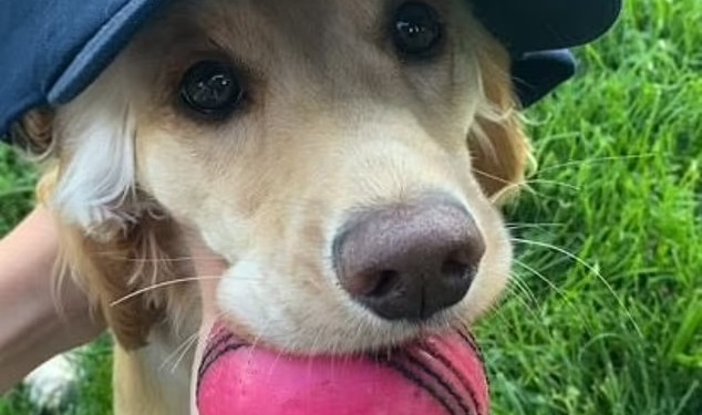 «Играют в мяч без меня»? Собака остановила полуфинал женского турнира по крикету (ВИДЕО)