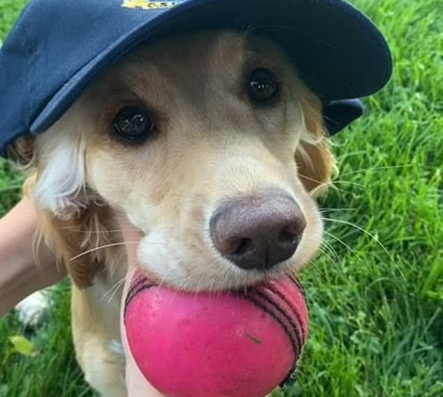 «Играют в мяч без меня»? Собака остановила полуфинал женского турнира по крикету (ВИДЕО) 5