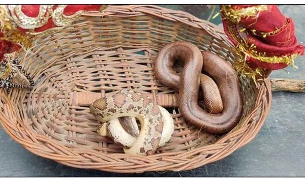 В Индии банда заклинателей змей запугивала и грабила людей